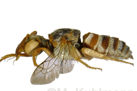 [Aethammobates prionogaster male (lateral/side view) thumbnail]